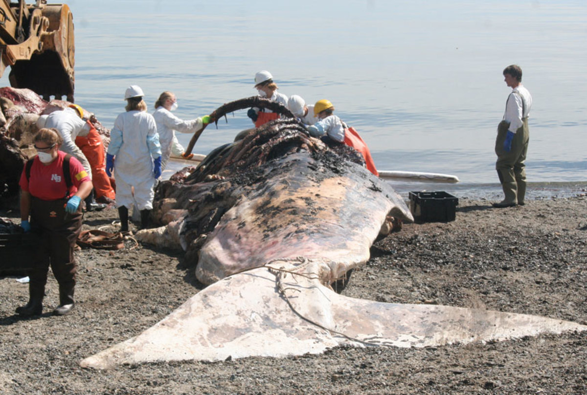 After towing a dead sperm whale to a local beach, Allied Whale employees and students perform a necropsy.