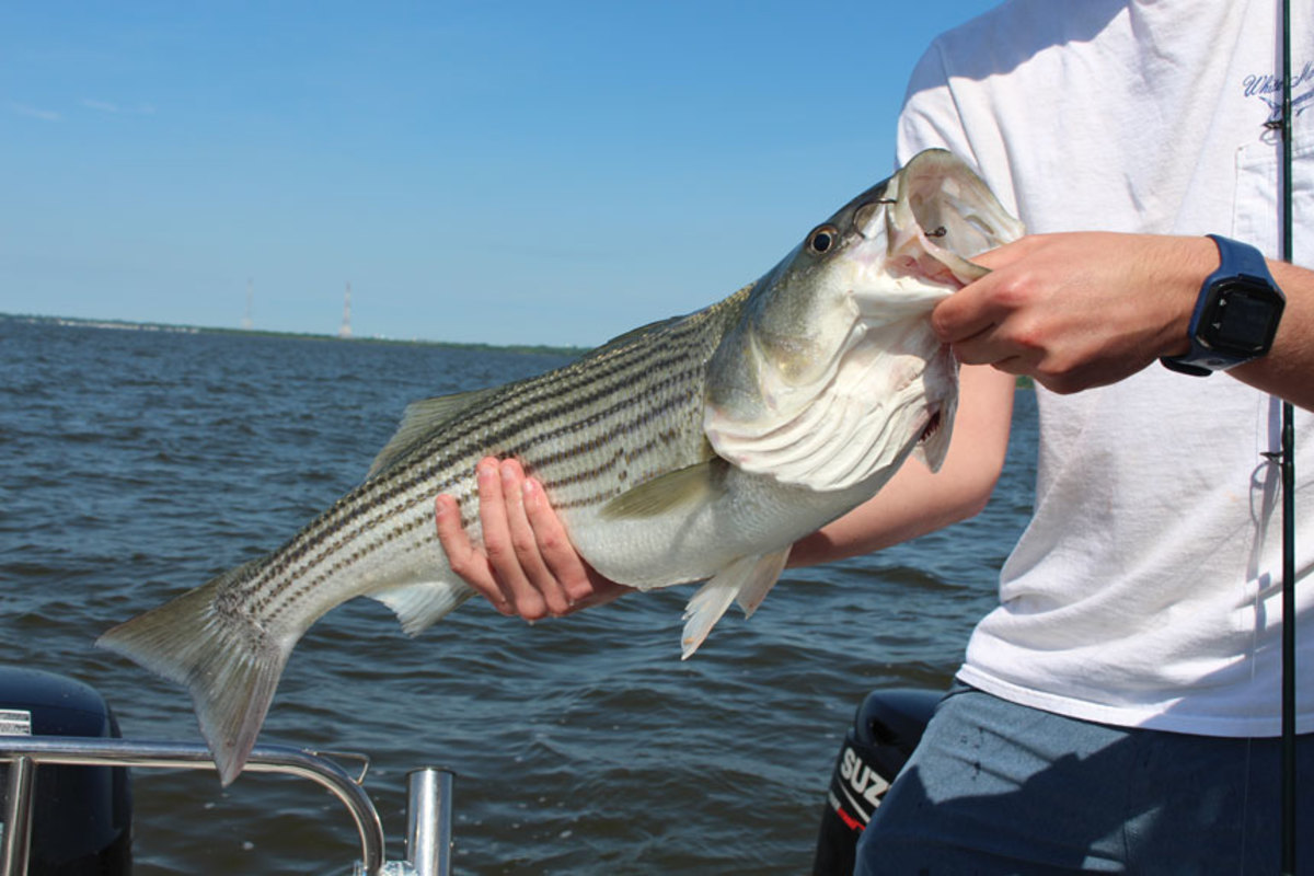 The largest fish, including stripers­­­, may lurk lower in the water column.