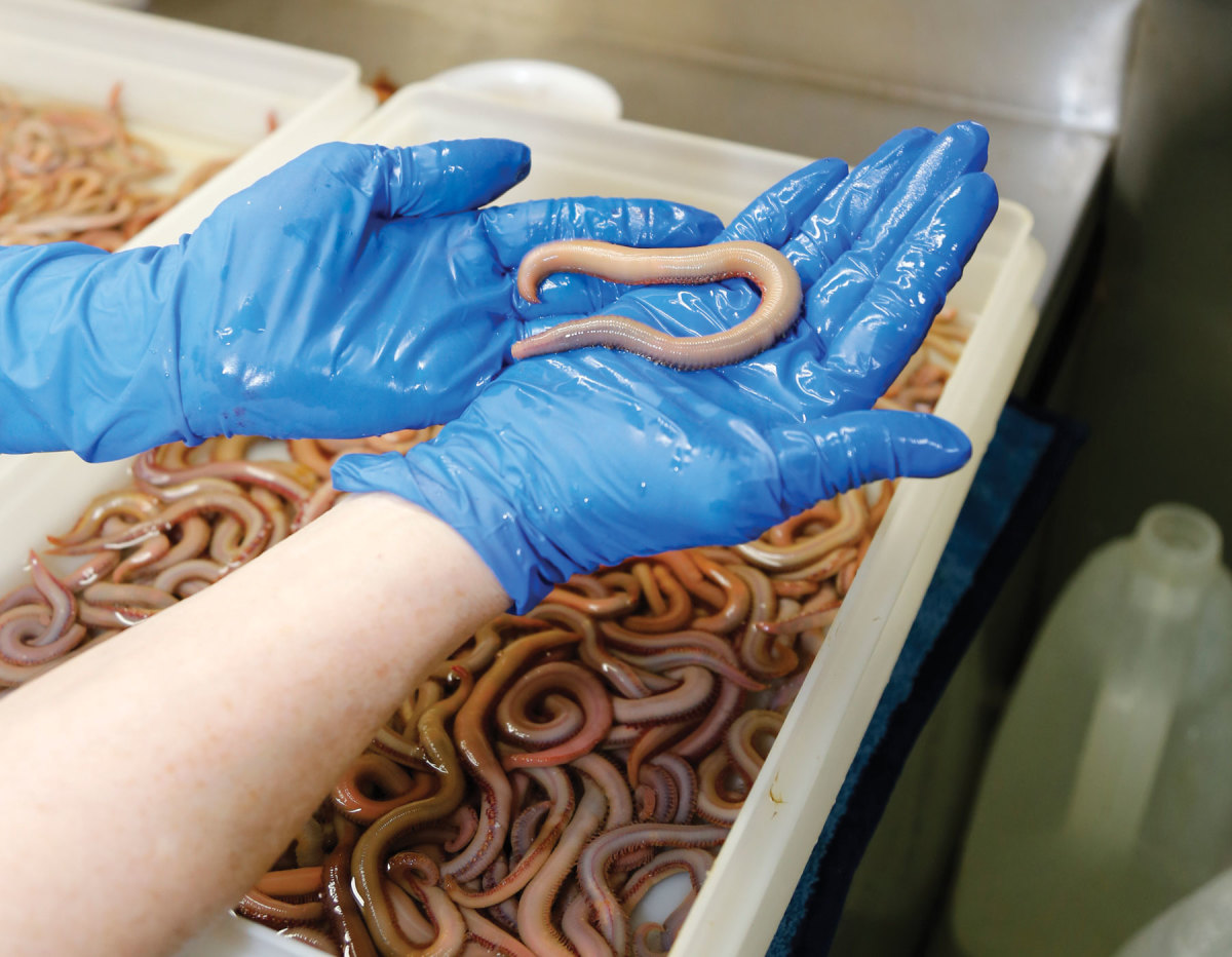 As many as 30,000 bloodworms
 pass through Dee Tochterman’s hands every week.