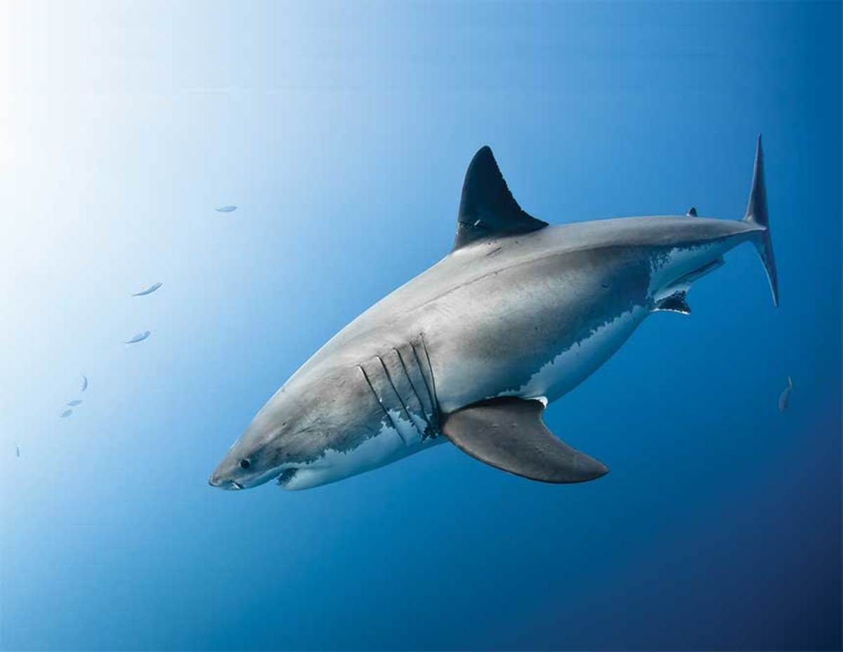 A media frenzy occurred in May when a tracking device showed a 10-foot shark off the coast of Greenwich, Connecticut.