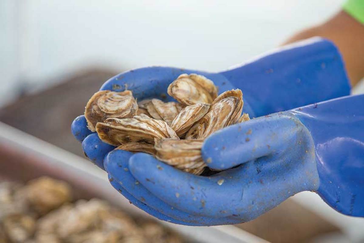 Chesapeake Bay oysters