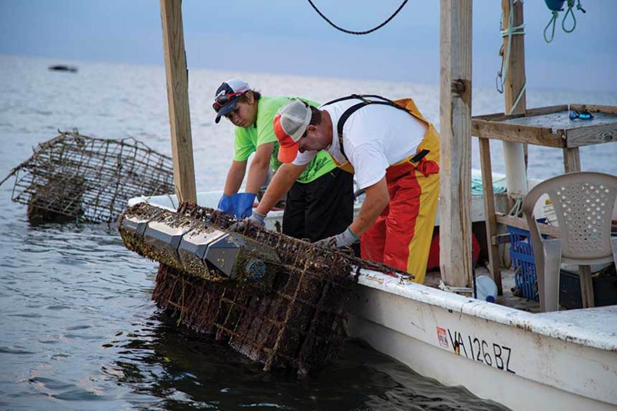 Tangier watermen tend to floats filled with lab-born oysters. 