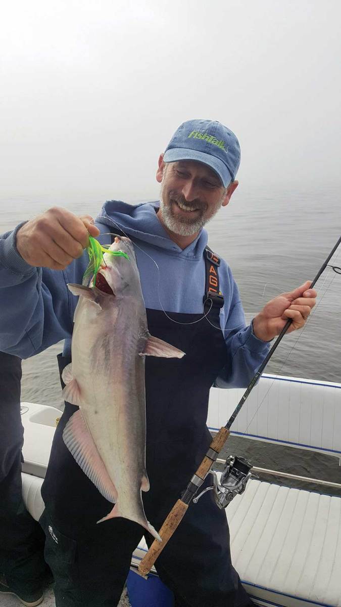 Blue catfish have moved farther into Chesapeake Bay because of lower salinity levels.