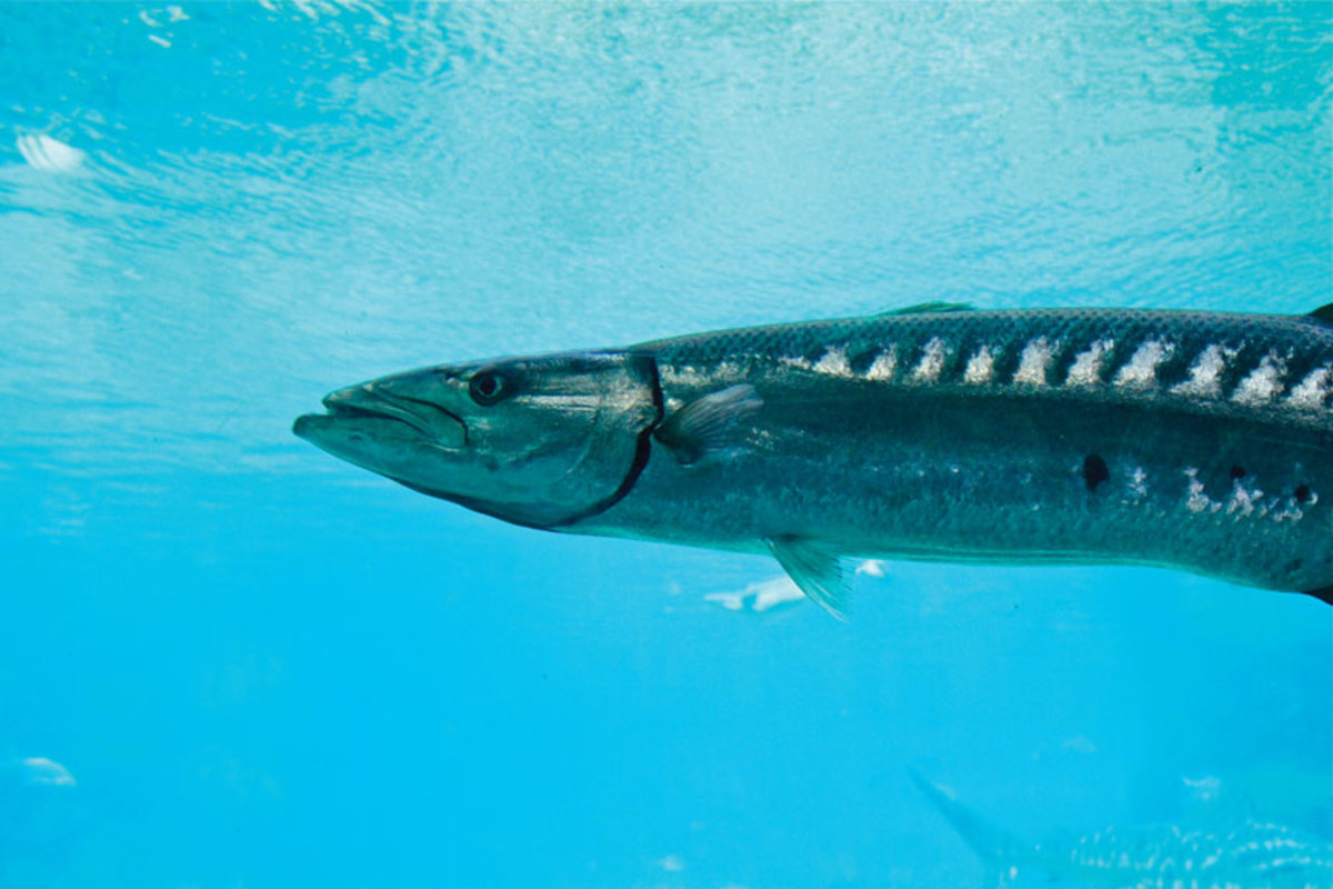 When a guest hooked a 
barracuda off Virgin Gorda, things got interesting. 