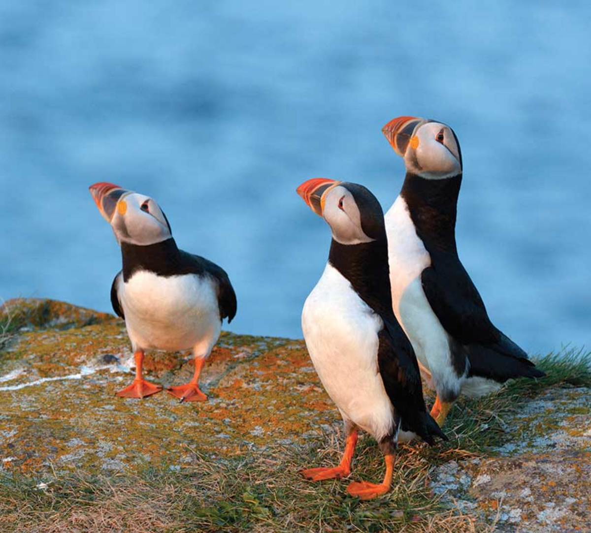Bright summer plumage make puffins the most conspicuous seabird species in Newfoundland. 