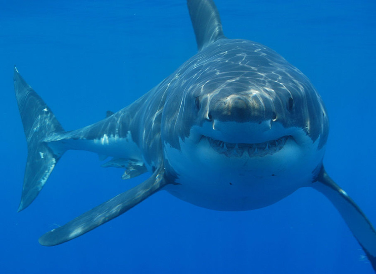 Great_white_shark_south_africa