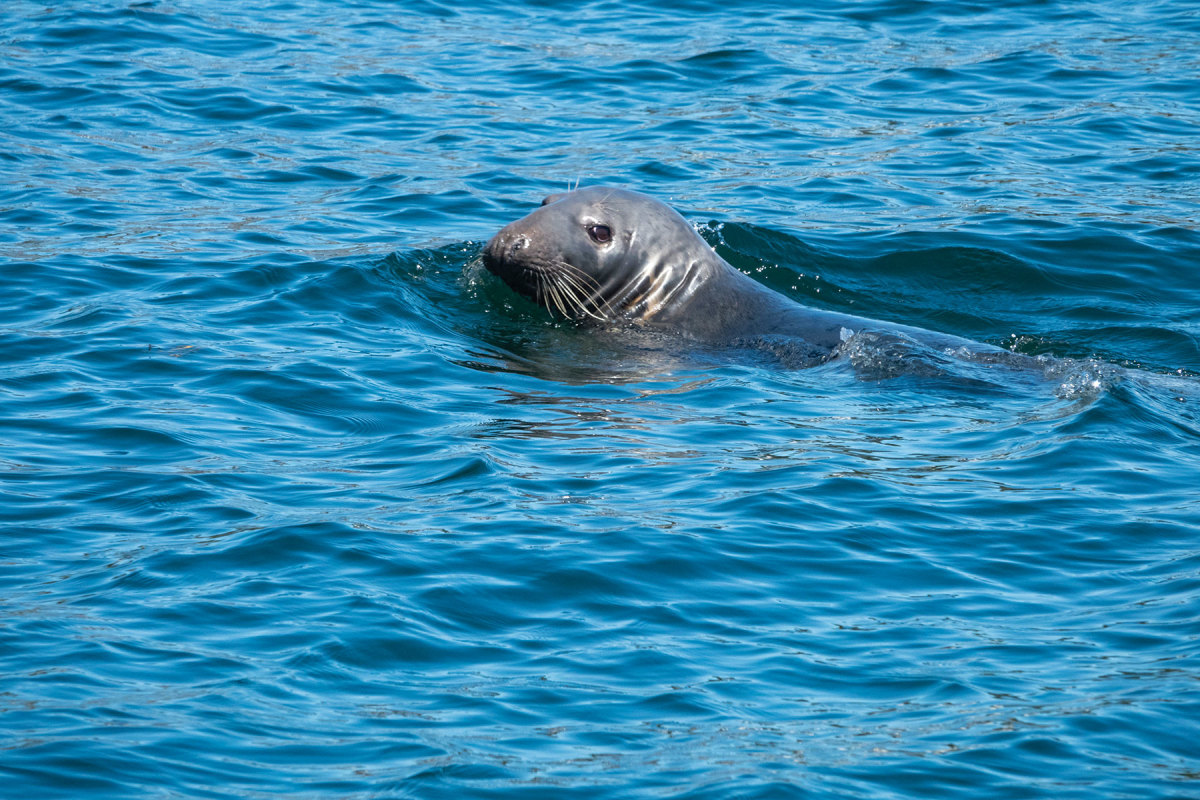 A gray seal can be seen on a ride aboard Hardy III.