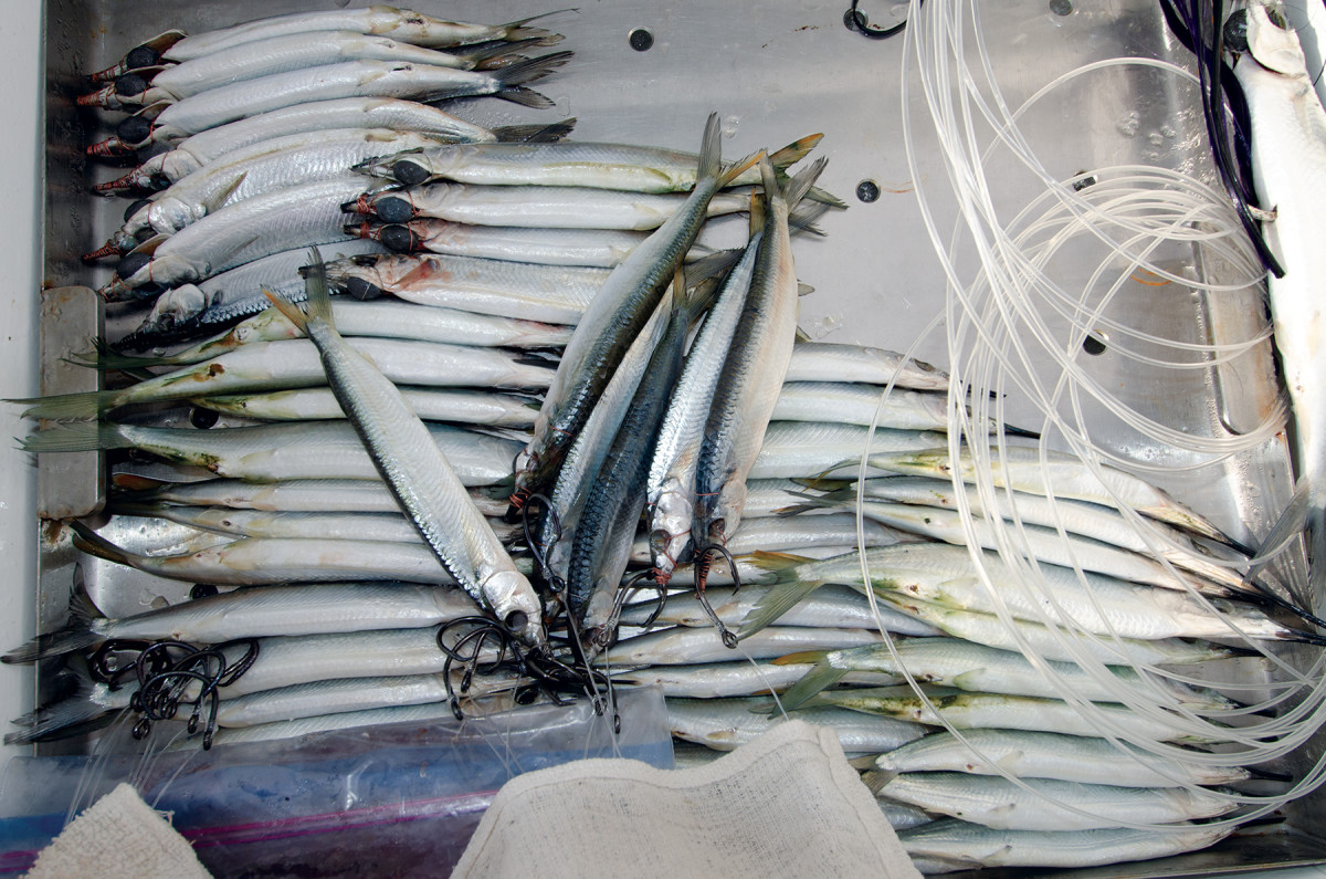 Dolphinfish schools often swirl beneath buoys and flotsam, so be prepared to replace your trolling baits with bailing rigs.