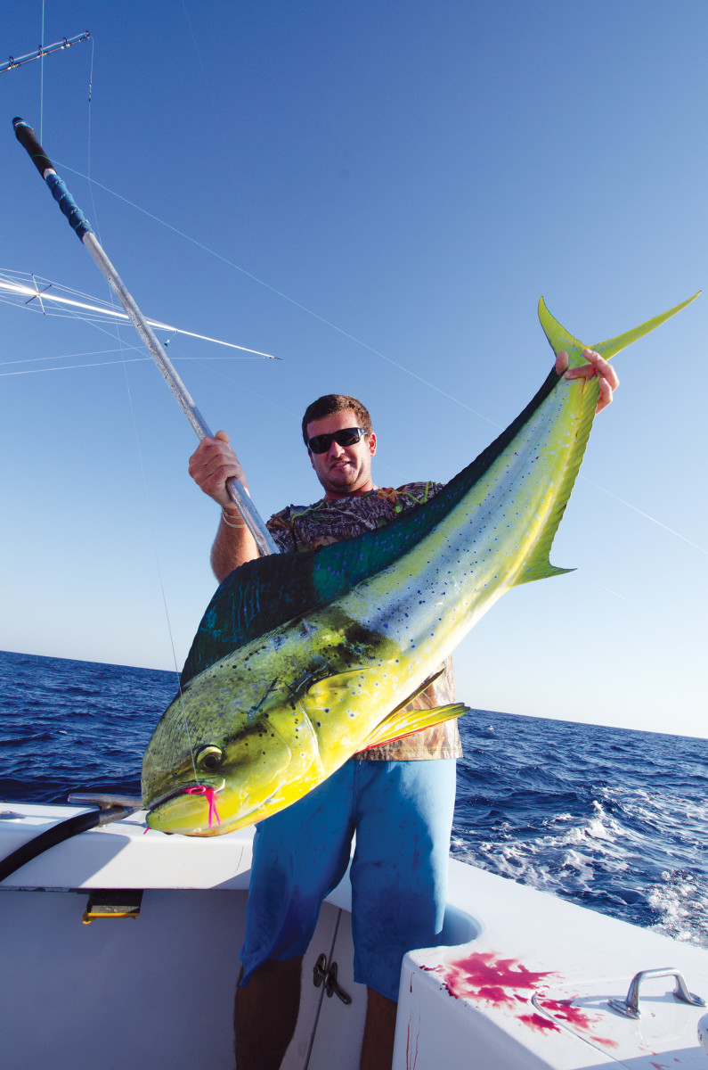 To catch mahi-mahi, the key is to react quickly, move fast and keep the action moving before the fish lose interest.
