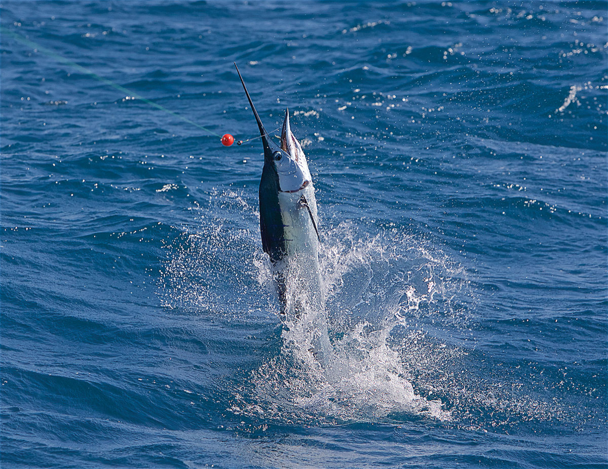 Atlantic sailfish are known not just for their power but also for the graceful acrobatics they display during the fight.