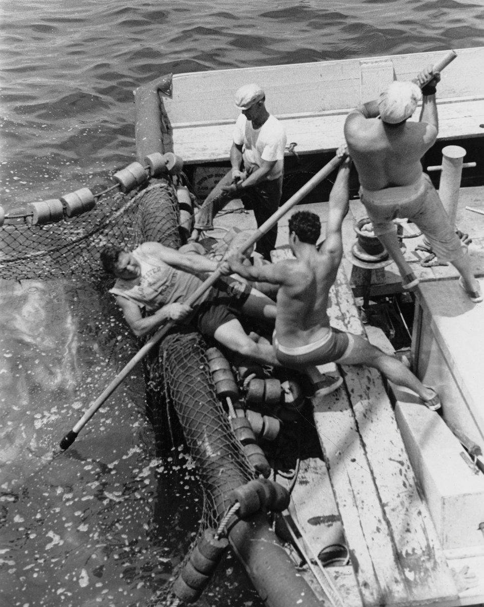 In 1963, three “Gloucester Boys” strain to brail bluefin tuna from a net aboard the seiner Sea Rover out of New Bedford, Massachusetts. The image was made by Martin Bartlett who worked on research vessels out of Woods Hole Oceanographic Institution and who also spent time as a guest photographer on commercial fishing vessels that seined and longlined for swordfish and tuna. Bartlett eventually bought his own boat, the Penobscot Gulf, which he used in the Gulf of Maine to fish for swordfish, tuna and groundfish until stocks began to disappear in the 1980s. Among his photos are images of giant swordfish (which are rarely caught today), enormous hammerheads and fishermen working in heavy seas. 