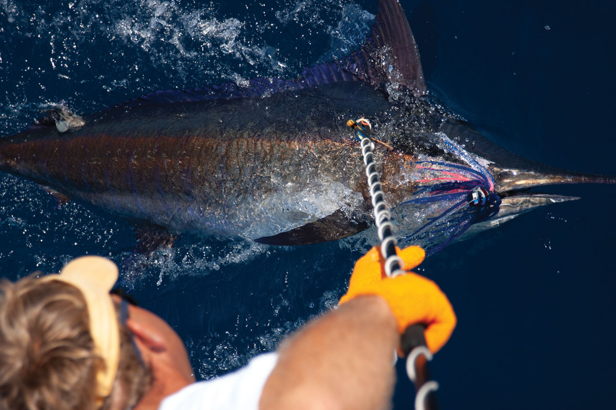 Big marlin are found in the offshore canyons. 