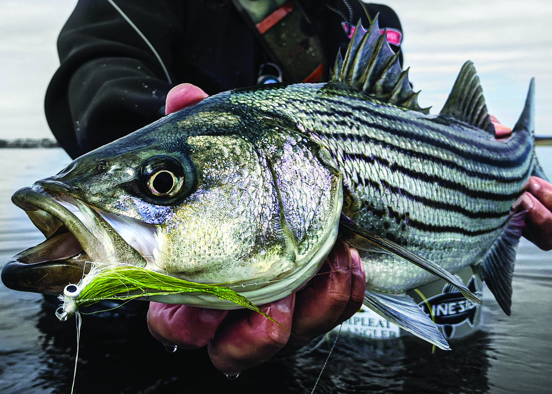 Striper Fever Soundings Online