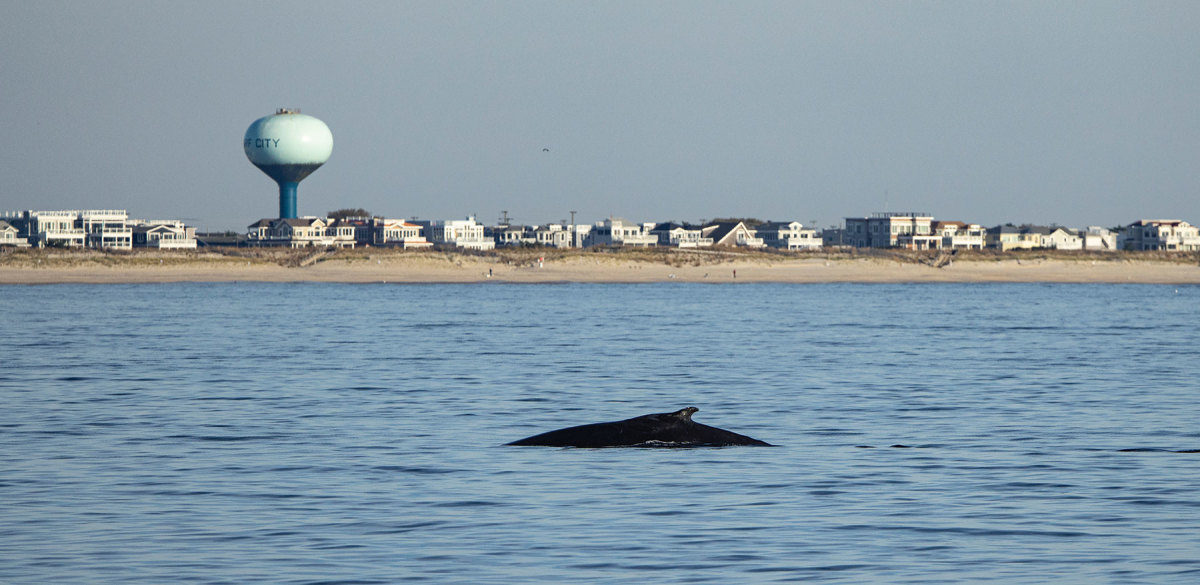 A humpback whale off Surf City, New Jersey