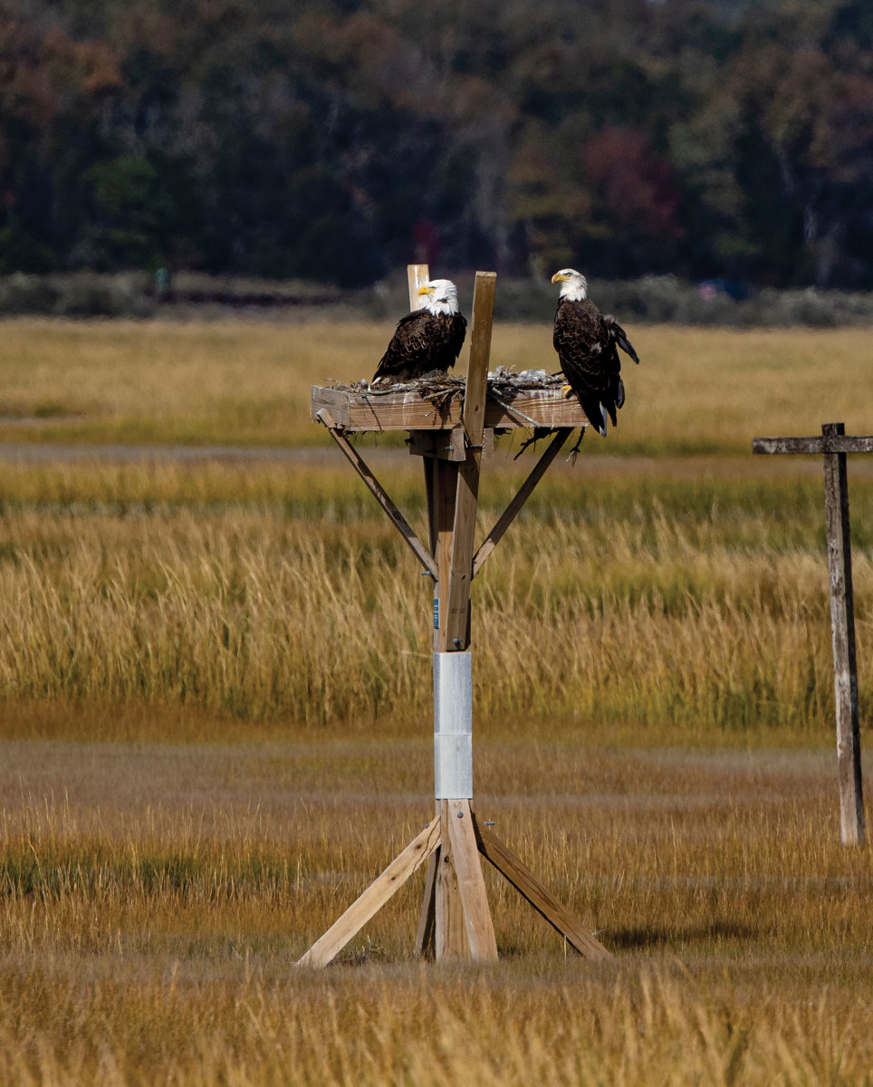 Two bald eagles along New Jersey’s Intracoastal Waterway